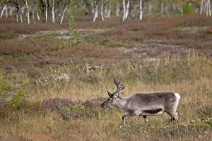 Subspecies: Reindeer