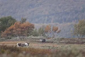 Capreolinae: Reindeer