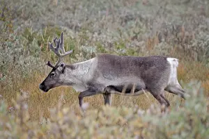 Subspecies: Reindeer