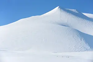 Caribou: Reindeer