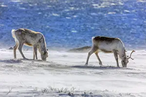 Barents: Reindeer - two adult reindeer feeding on lichen