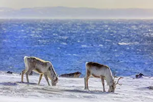 Barents: Reindeer - two adult reindeer feeding on lichen