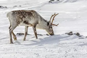 Reindeer - adult reindeer feeding on lichen growing