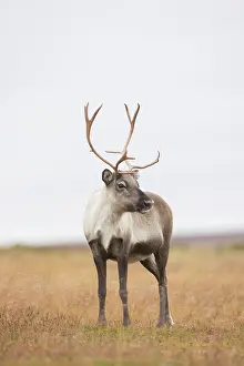 Reindeer: Reindeer autumn