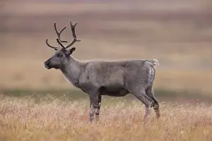Reindeer: Reindeer autumn