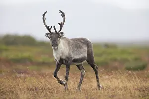 Reindeer: Reindeer autumn