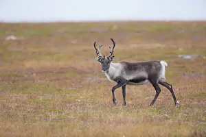 Reindeer: Reindeer autumn