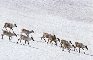 Arcticus: Reindeer - on barren ground