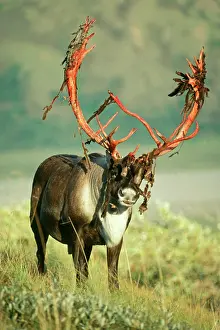 Reindeers: REINDEER - Barren Ground Caribou - with antlers moulting