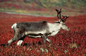Granti: Reindeer / Barren Ground Caribou - Female