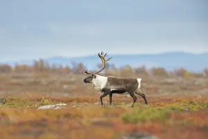Reindeer: Reindeer bull