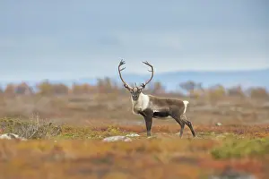 Reindeer: Reindeer bull