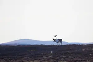Reindeer: Reindeer bull