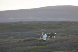 Reindeer: Reindeer bull