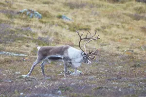 Reindeer: Reindeer bull