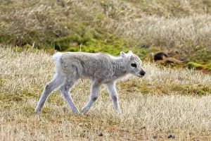 Reindeer: Reindeer calf