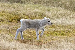Reindeer: Reindeer calf