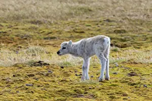 Reindeer: Reindeer calf