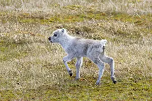 Reindeer: Reindeer calf