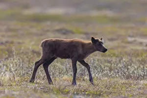 Reindeer: Reindeer calf