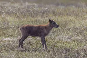 Reindeer: Reindeer calf