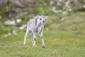 080719: Reindeer - calf - Svalbard, Norway