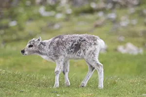 080719: Reindeer - calf - Svalbard, Norway