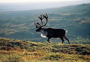 Proud: Reindeer / Caribou