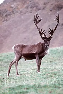 Caribou: REINDEER / Caribou - On barren ground