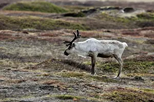 Caribous: Reindeer / Caribou - domestic