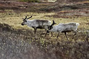Caribous: Reindeer / Caribou - domestic