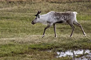 Caribous: Reindeer / Caribou - domestic