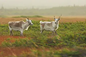 Reindeers: Reindeer / Caribou - female