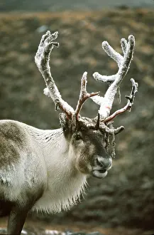 Caribou: REINDEER / Caribou - with frosted antlers