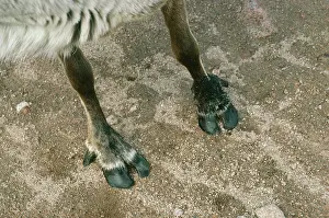 Hooves: REINDEER / CARIBOU - HOOVES