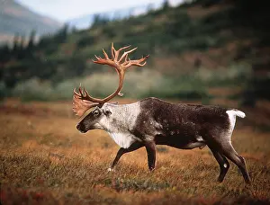 Eric Dragesco: REINDEER / Caribou - Male