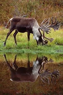 Granti: Reindeer / Caribou - male / stag