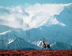 Mckinley: Reindeer / Caribou - with Mount McKinley in background