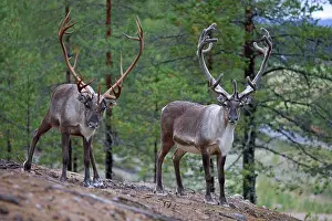 Finnland: Reindeer or Caribou (Rangifer tarandus), Finland