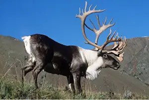 Stags: REINDEER / Caribou - stag with large antlers