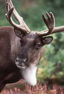 Caribou: REINDEER / Caribou - stag / male