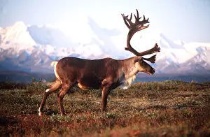Caribou: REINDEER / Caribou - stag / male
