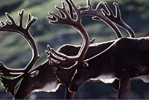 Stags: REINDEER / Caribou - stags with antlers in velvet