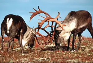 Stags: REINDEER / Caribou - two stags fighting