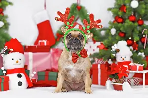 Content: Reindeer Christmas costume dog. French Bulldog wearing