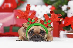 Content: Reindeer Christmas costume dog. Cute French Bulldog