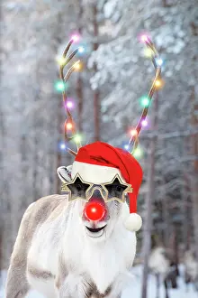 281217: Reindeer with Christmas hat star glasses and red