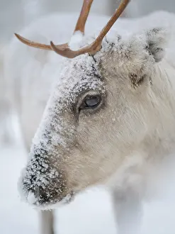 Nose: Reindeer covered with snow during the arctic winter