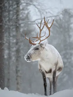 Reindeer: Reindeer covered with snow during the arctic winter