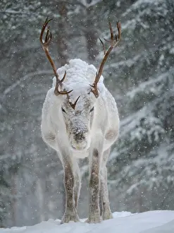 Reindeer: Reindeer covered with snow during the arctic winter
